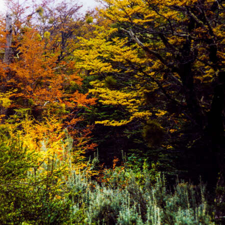 <p>An explosion of colour in the autumn leaves.</p>