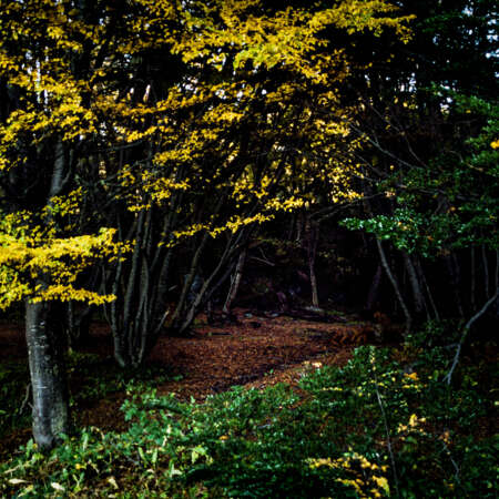 <p>A clearing in a forest in Argentina's far south.<br /></p>