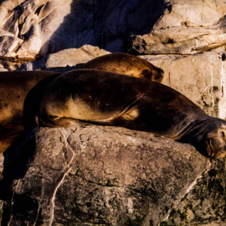 <p>Mother and pup sea lions (lobos marinos) rest on a rocky outcrop in the Beagle Channel, some kilometres offshore from Ushuaia.</p>