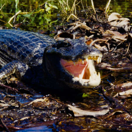 <p>A caiman (yacare) rests in the Pantanal wetlands of western Brazil. The menacing pose is actually a way for the caiman to regulate its body temperature, although this photographer must admit it is a touch intimidating to get this close. Shot from a canoe somewhere in the Pantanal wetlands.<br /></p>