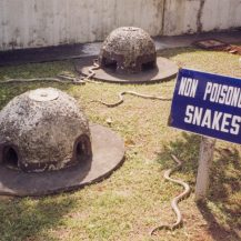 <p>A not entirely reassuring sign in a snake pit at the Instituto Butantã, a research centre famed for its anti-venom work. The scale isn't evident, but these snakes were all more than a metre long. And for good measure, there was another pit for poisonous snakes nearby.</p>