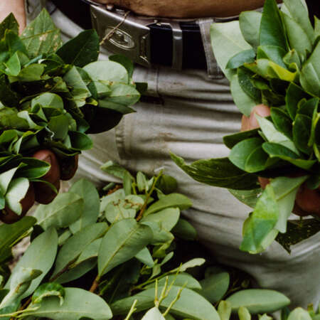 <p>A razpachin (coca plucker) holds handfuls of the innocuous leaves that, after several steps of processing, can become cocaine.</p>