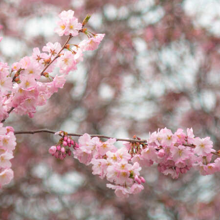 <p>Cherry blossoms in bloom in Berlin. <br /></p>
<p>The swirling background comes from a fantastic old lens, the Asahi SMC Takumar 135/f3.5. </p>