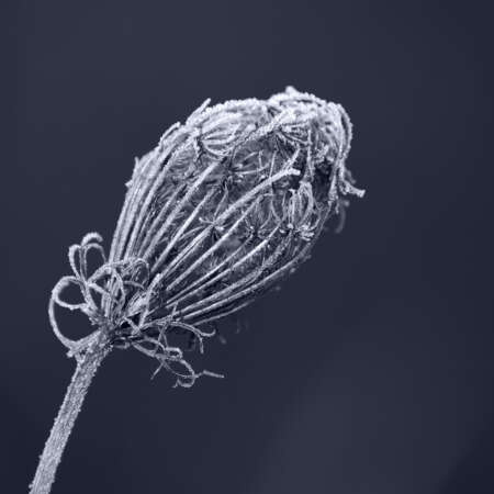 <p>A cold spell froze this flower before it could unfurl.</p>
