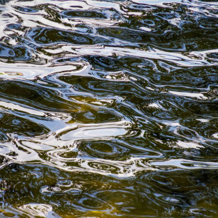 <p>The surface of a Berlin lake alive with movement.</p>