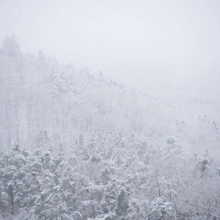 <p>Fog, snow, and cold air cloak the forested hills near Bad Freienwalde.</p>