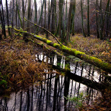 <p>A fallen tree in the forests between Buckow and Müncheberg.</p>