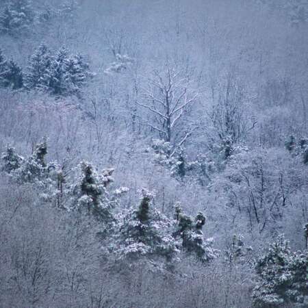 <p>A hillside of trees coated in snow just after sunrise.</p>