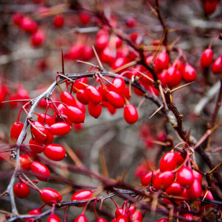 <p>Barberries provide a burst of colour in the winter. At least, I think they're barberries (I didn't do a taste test).<br /></p>