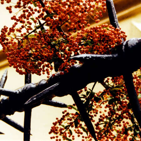 <p>Red berries and black spikes outside a house near Highgate Cemetery, London.</p>