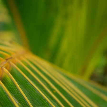 <p>A close-up of palm fronds.</p>