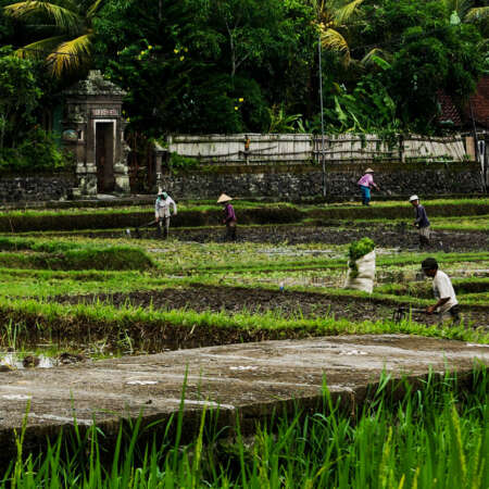 <p>Farmers harvesting rice near Ubud.</p>