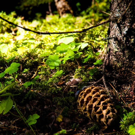 <p>A miniature still-life scene found in a forest in the Dolomites.</p>