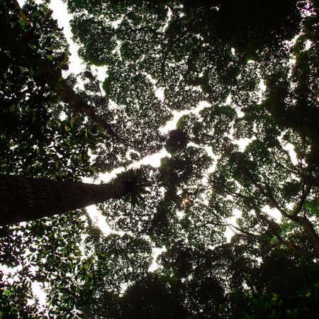 <p>The rainforest canopy towers not all that far from Kuala Lumpur's skyscrapers.</p>