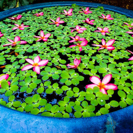 <p>Frangipani flowers floating in an ornamental basin.<br /></p>
