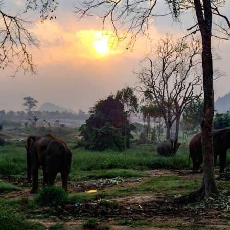 <p>Elephants already alert shortly after sunrise.</p>