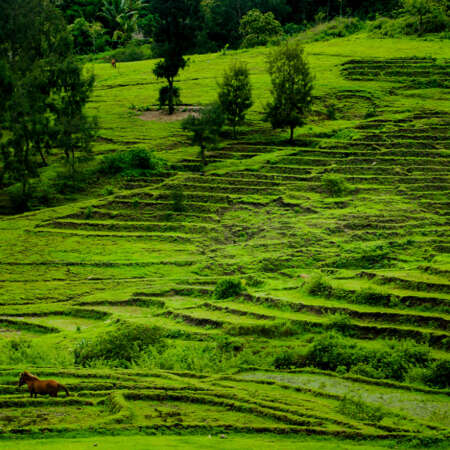 <p>A farmer tends to his terraced crops in central Timor-Leste's highlands. </p>