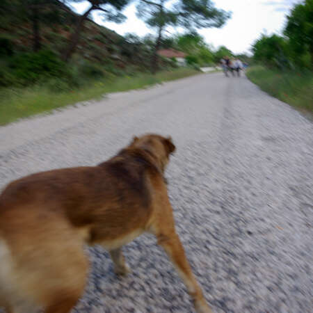 <p>A dog determined to make up ground on the party ahead.</p>