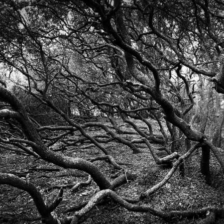 <p>These trees are shaped by the winds that come in off the Atlantic, as well as the sandy soil they took root in.</p>