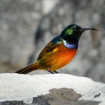<p>This little guy (he is a male) was up atop Table Mountain. Such a colourful species!</p>