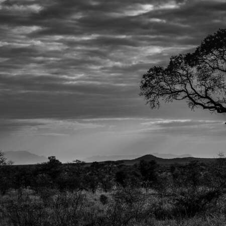 <p>A tree in the bushveld's immense space.</p>