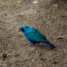 <p>A cape starling scavenges on the ground, allowing us a peek at its incredibly fashion-forward colours.</p>