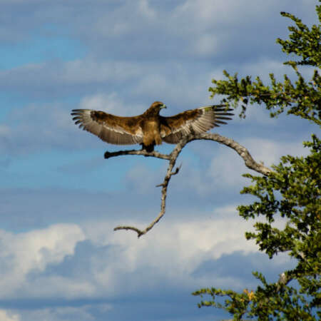 <p>An eagle (a Wahlberg's eagle, I think) spreads its wings while resting on a tree branch.</p>