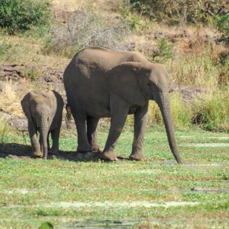 <p>An elephant and her calf take water. Elephants can drink over 200 litres in one session – proving their superiority to humans, if you ask me.</p>