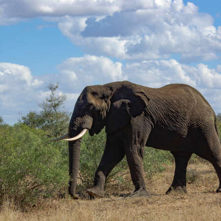 <p>An elephant bull roams under the big sky of Kruger National Park.</p>