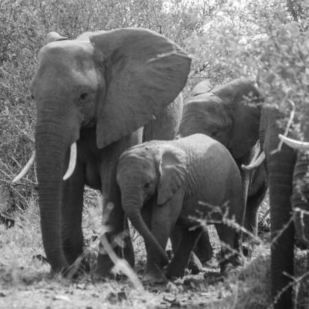 <p>A herd of elephants emerge from the bush. </p>