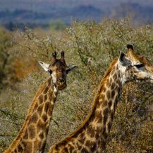 <p>A close-up of two giraffes crossing the bushveld. </p>