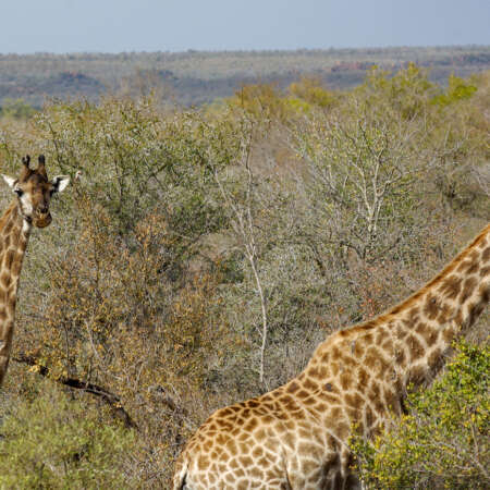<p>Two giraffes browsing for a meal. They're considered 'browsers' as they eat leaves, rather than grazing on grasses.</p>