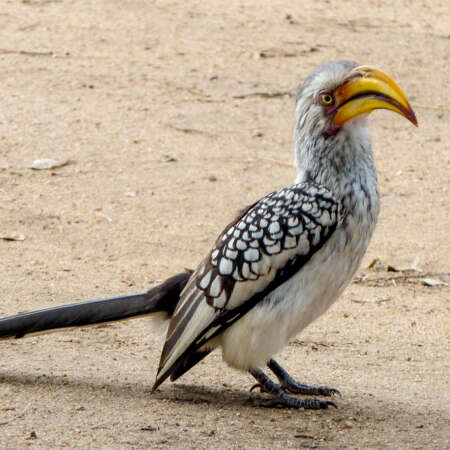 <p>Southern yellow-billed hornbills typically forage on the ground for food. This one's expression suggests the foraging wasn't so good that day.</p>