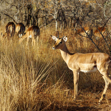 <p>A group of impalas graze as one inspects the photographer. Impalas have a distinctive three-tone body and black stripes on their rears.</p>