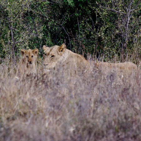 <p>A lioness and her cub eye the photographer. </p>