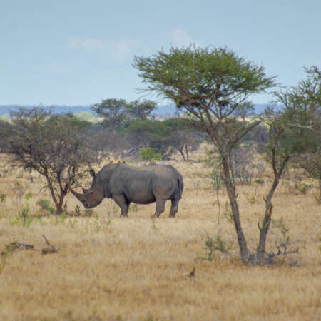 <p>A rhinoceros rests by a bush. Often poached for their horns, most species of rhinoceros are considered critically endangered. I believe this one to be a Southern white rhinoceros, the most common species – but even its numbers have dwindled to some 17,000 individuals. </p>