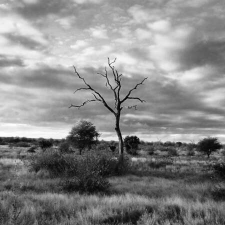 <p>A solitary tree in the vast spaces of Kruger National Park.</p>