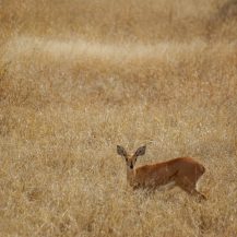 <p>A female Steenbok looks up from browsing for tasty grass. Steenboks are a small species of antelope. </p>