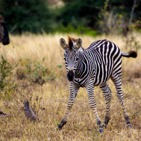 <p>This zebra foal has just about mastered standing on its own four feet. A nearby wildebeest seems unmoved by the achievement.</p>